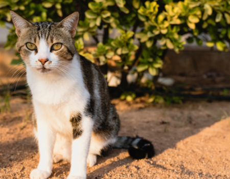 Almagro licita la construcci�n de un Centro P�blico de Protecci�n Animal para colonias felinas