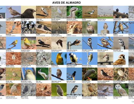ALMAGRO, UN LUGAR PARA EL ESTUDIO DE AVES Y PLANTAS - LUIS DE PABLOS ALC�ZAR - Doctor en Biolog�a