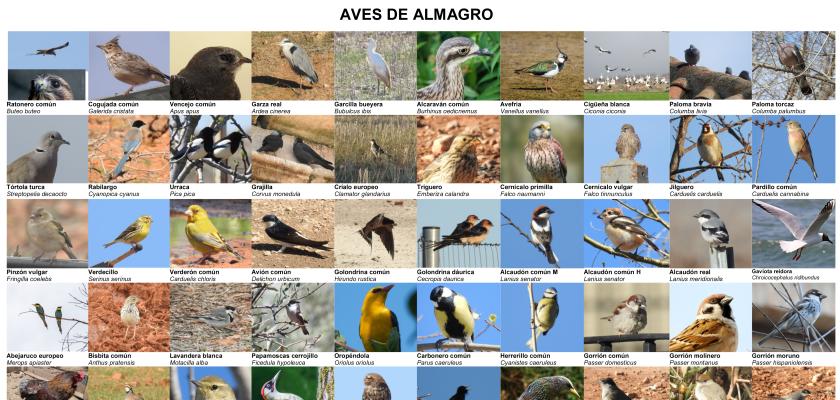 ALMAGRO, UN LUGAR PARA EL ESTUDIO DE AVES Y PLANTAS - LUIS DE PABLOS ALC�ZAR - Doctor en Biolog�a