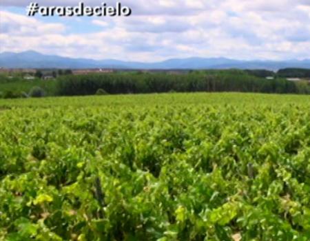 Ampliado el plazo de solicitud de la certificaci�n de la reestructuraci�n del vi�edo