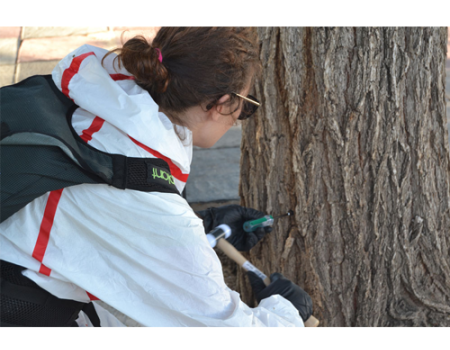 La Concejal�a de Medio Ambiente ataca la galeruca con endoterapia