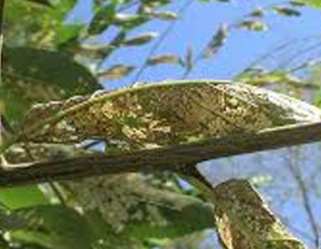 El Ayuntamiento de Almagro apuesta, por segundo a�o, por el uso de la endoterapia para el control de la galeruca del olmo