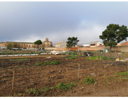 El Ayuntamiento ha renovado la cesi�n anual de los 50 huertos ecol�gicos 