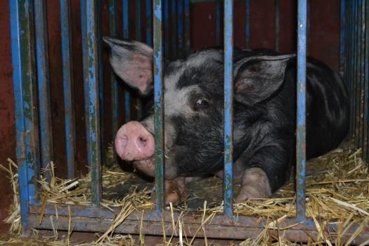 4.561 es el n�mero del sorteo de la guarrilla “Susi”