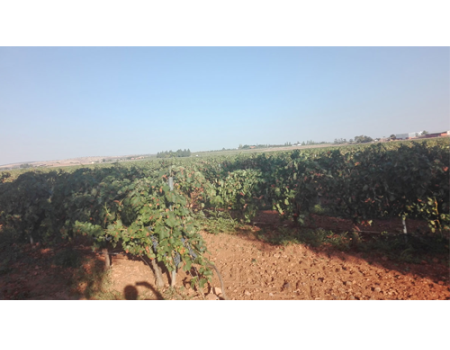 Abierto el plazo de solicitud de ayudas directas de la PAC para 2021