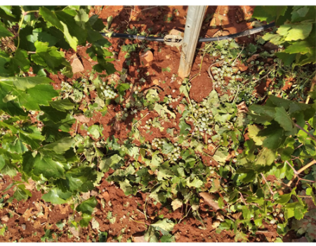 El Ayuntamiento env�a la solicitud de declaraci�n de Almagro como zona catastr�fica a la Subdelegaci�n de Gobierno de Ciudad Real 