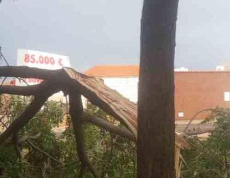 La tormenta deja varias ramas arrancadas en varios puntos de la ciudad 