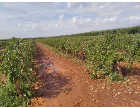 Almagro pedir� la declaraci�n de zona catastr�fica por el granizo ca�do durante estas dos �ltimas semanas