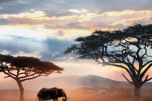 El santuario de los elefantes