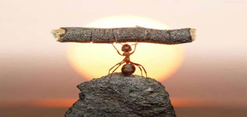 La debilidad de hoy ser� la fortaleza de ma�ana Todo lo que hoy te debilita, ma�ana ser� tu fortaleza 