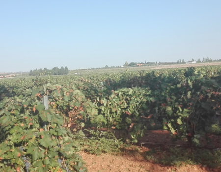 La Uni�n Europea registra la nueva Denominaci�n de Origen Protegida de vinos 'Campo de Calatrava'