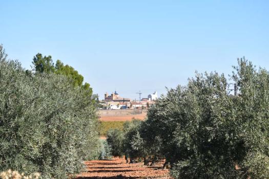 Km 9: vista de Almagro entre olivos