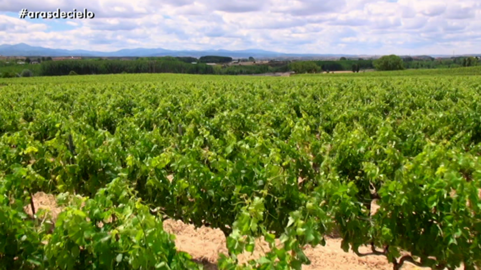 Ampliado el plazo de solicitud de la certificación de la reestructuración del viñedo