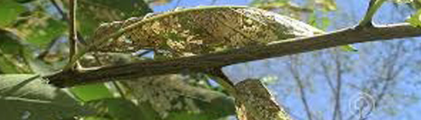 El Ayuntamiento de Almagro apuesta, por segundo año, por el uso de la endoterapia para el control de la galeruca del olmo