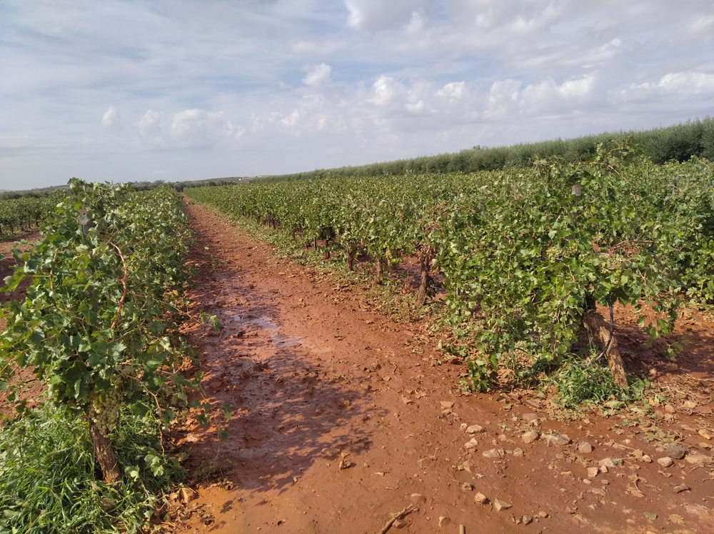 Almagro pedirá la declaración de zona catastrófica por el granizo caído durante estas dos últimas semanas